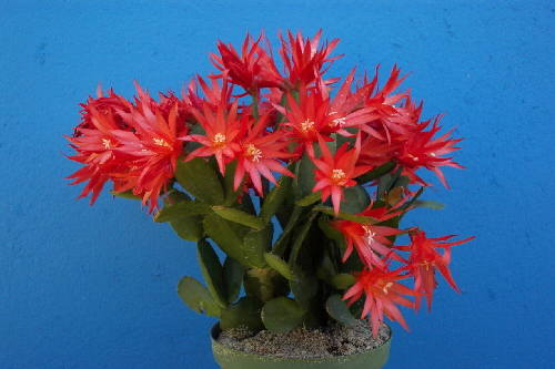 epiphyllopsis gaertneri1